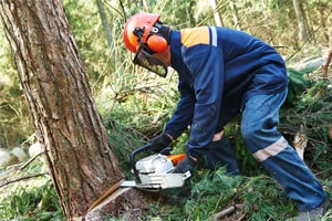 Tree removal long island