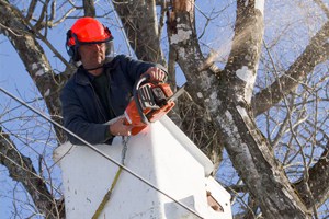 tree trimming