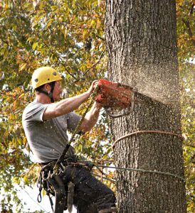 About Tree service long island