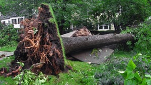 Greenlight Tree Service storm damage clean up