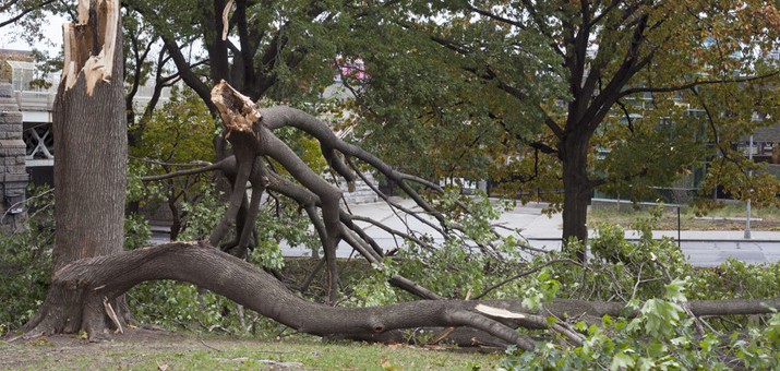 storm damage clean up