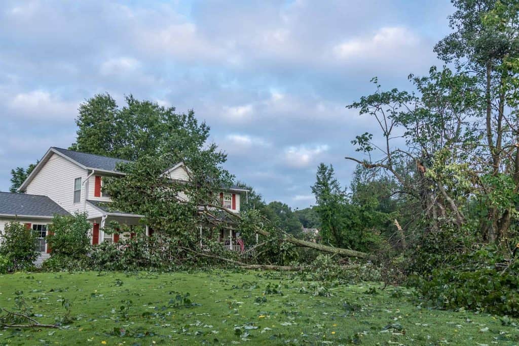 storm damage clean up