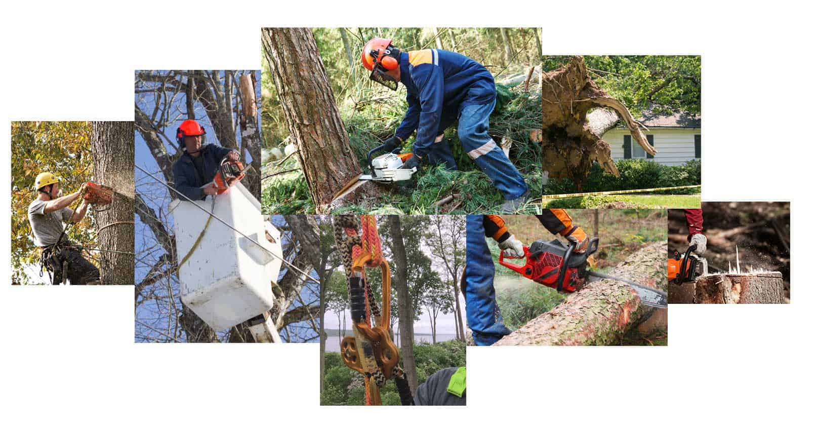 Tree Service Long Island