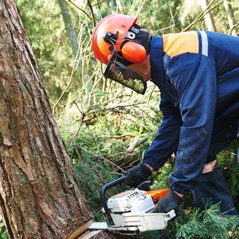 Tree removal