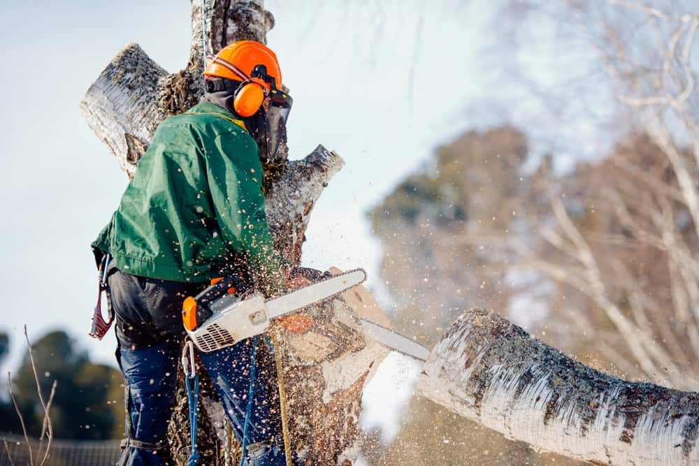 Tree Service Long Island