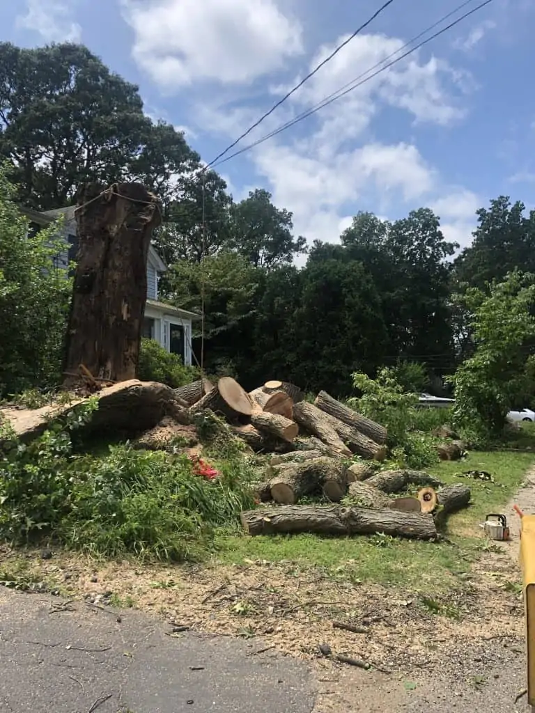 cut down tree cut into stumps for removal.