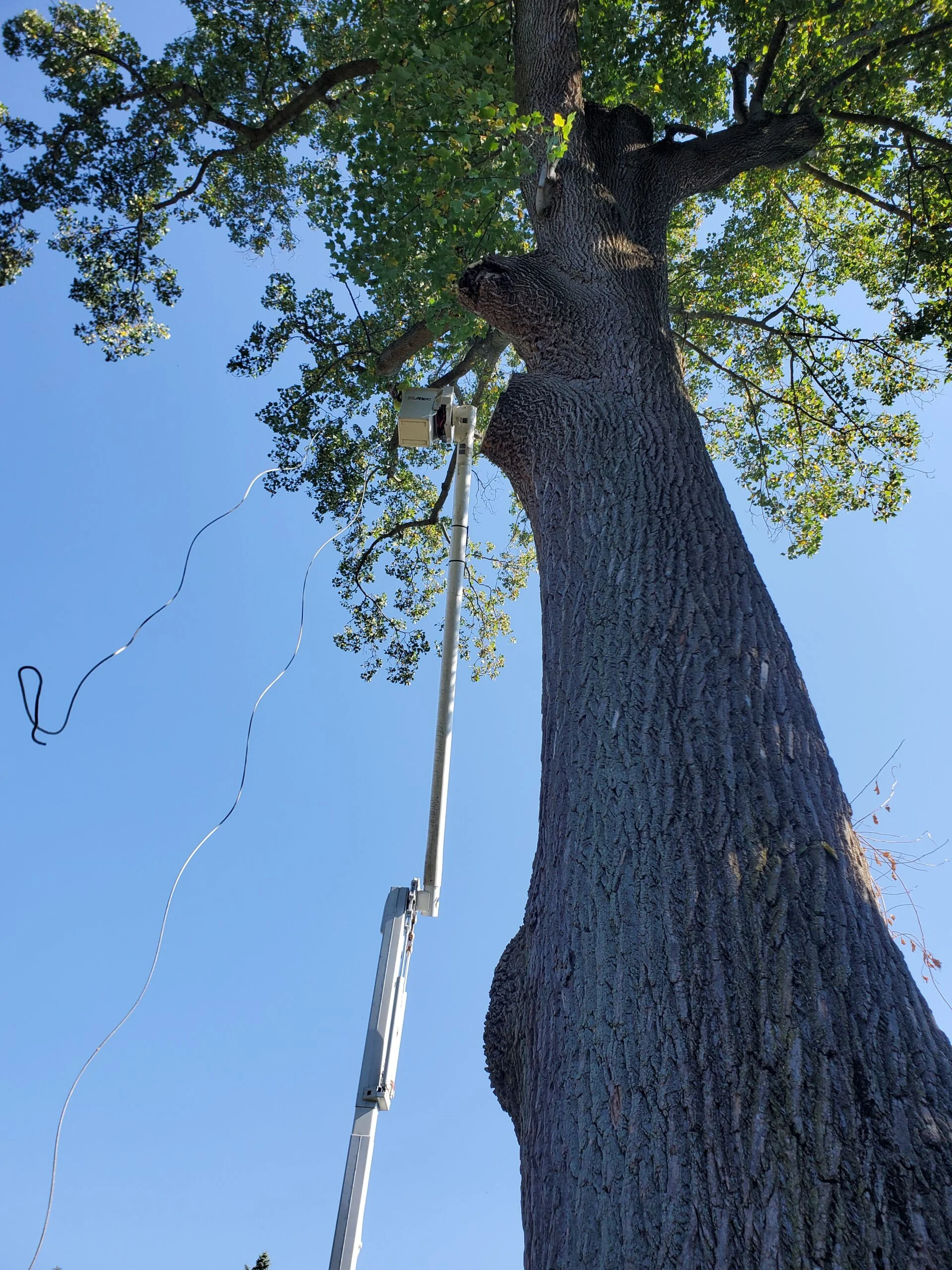 Tree Service in Suffolk County, NY