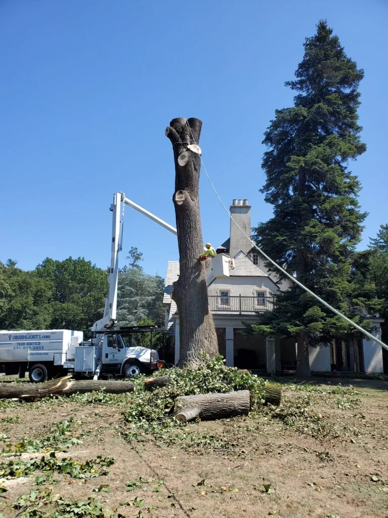 tree half way cut down.