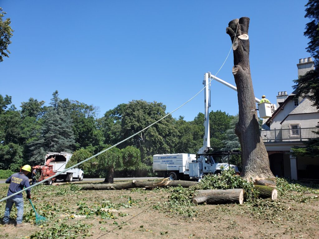 Stump grinding