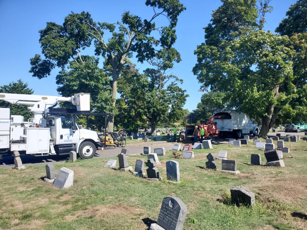 Tree removal service at work