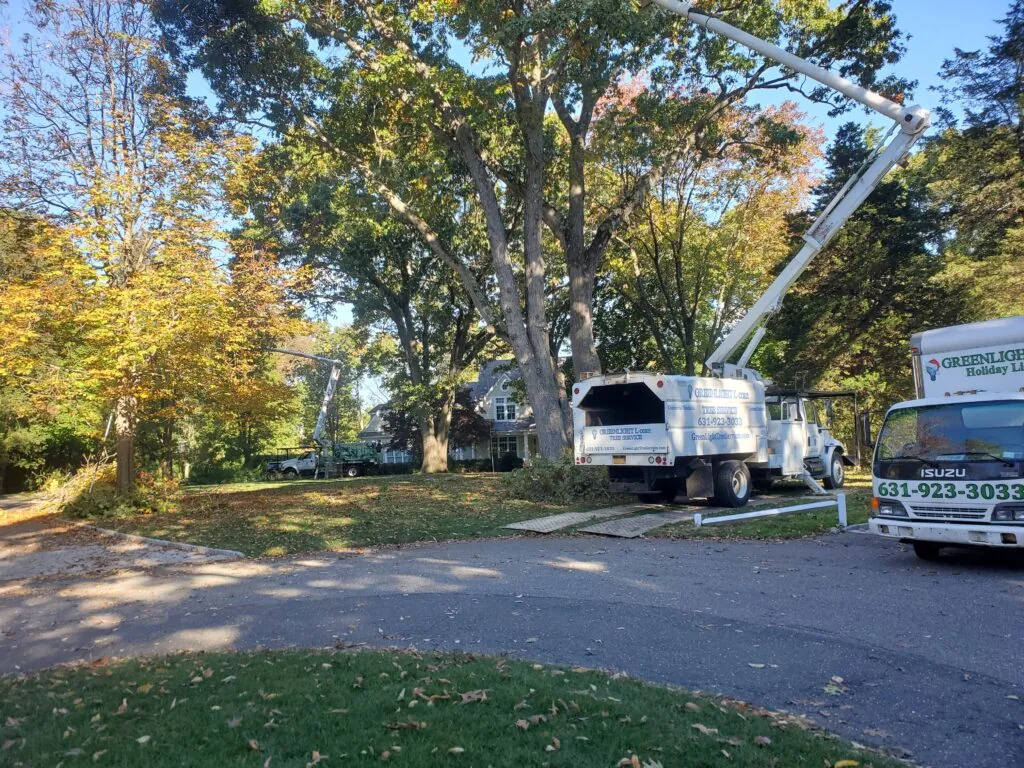 Tree removal service at work