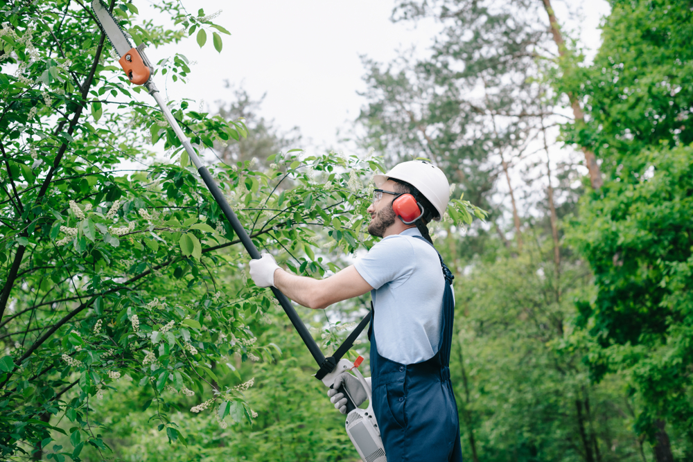 Gardener In Helmet And Overalls Trimming Trees With Telescopic Pole