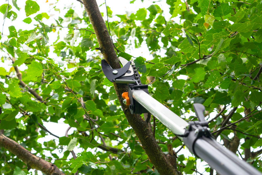 Seasonal Pruning With Pruning Shears. Gardener Pruning Fruit Trees