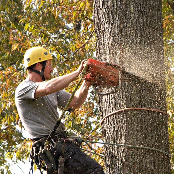 a man with a chainsaw cutting down a tree