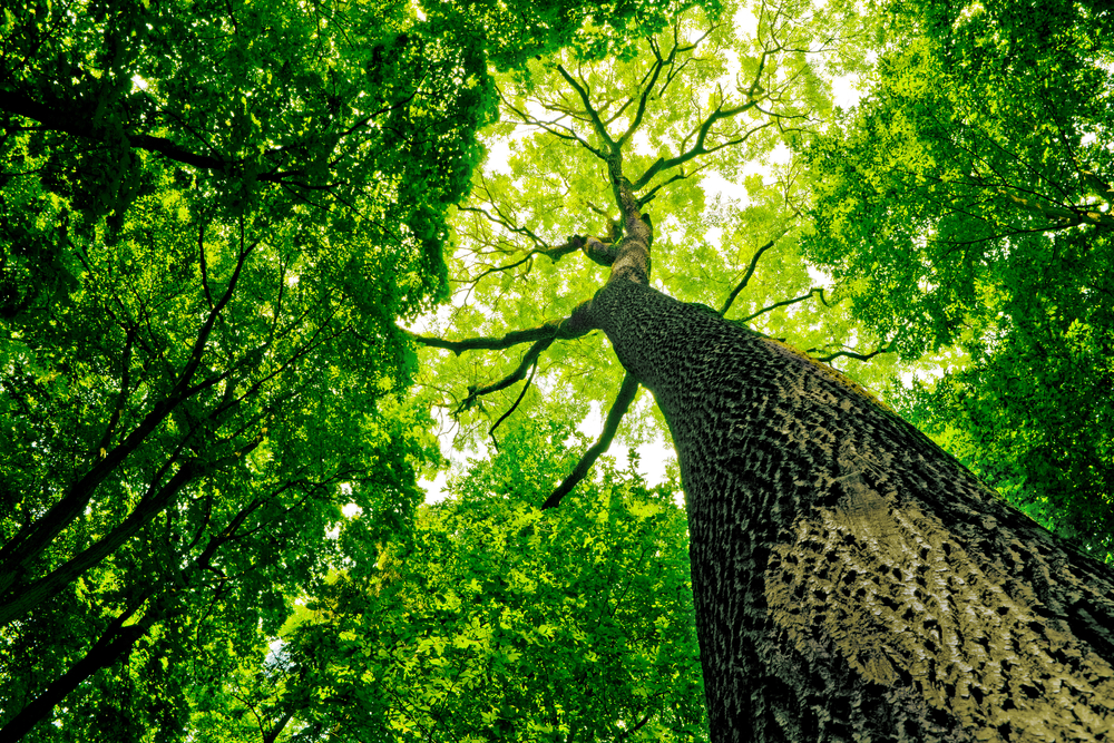 Bamboo Tree Leaf In The Forest.