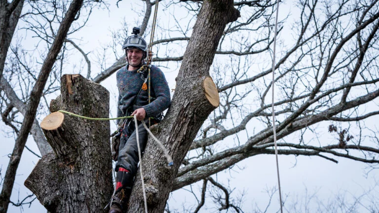 Emergency tree service