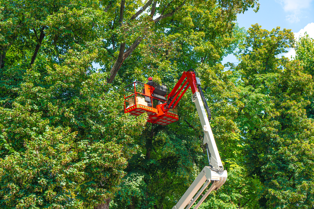 Tree pruning