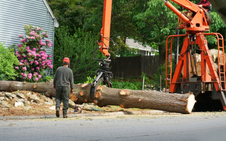 tree removal on long island, ny