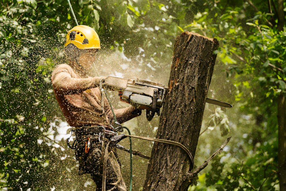 tree removal on long island