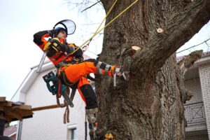 tree pruning in suffolk county, ny