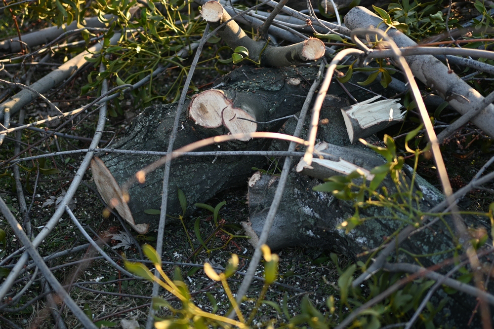 A close-up view of two dark, freshly cut logs lying on the ground amidst a dense tangle of small, light-gray branches, twigs, and green foliage, likely tree service debris in Suffolk County, NY.