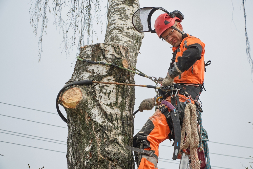 tree removal in suffolk county