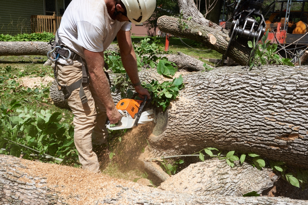 tree service suffolk county
