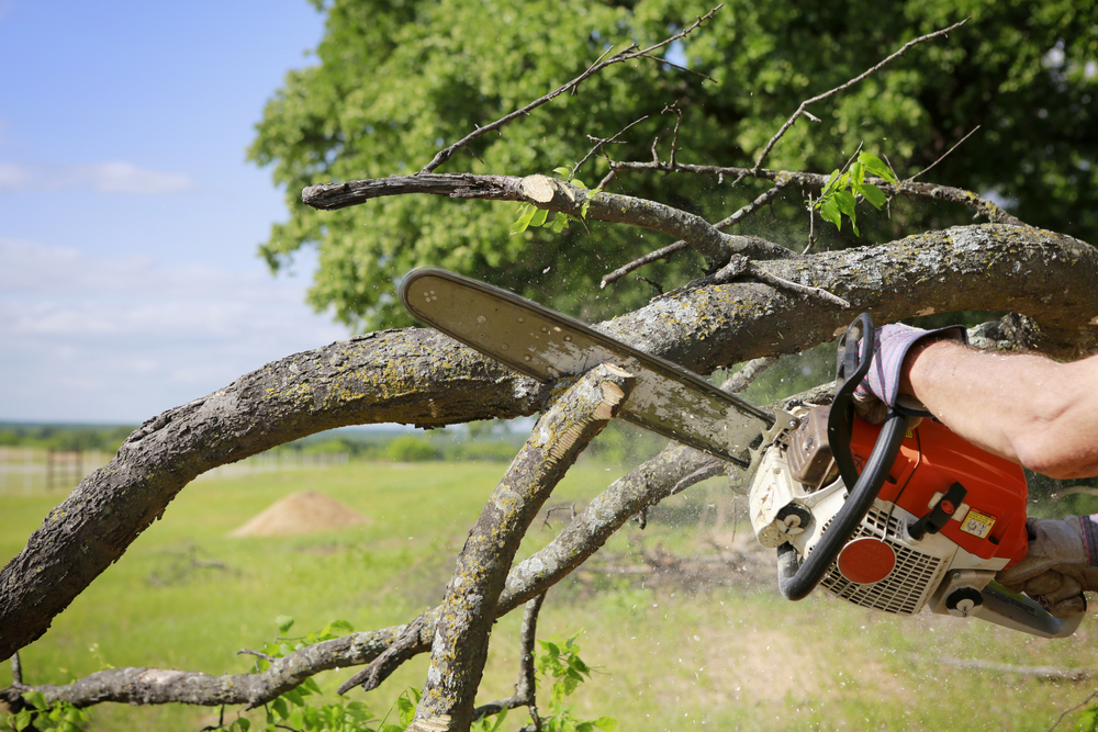 tree service nassau county, ny