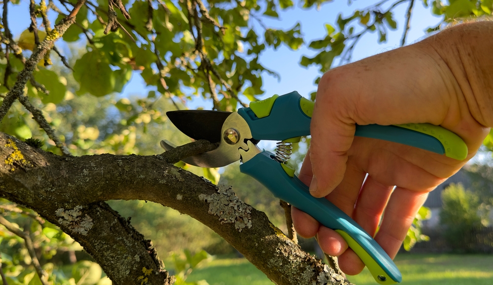 A close-up of a person's bare hand operating blue and lime-green pruning shears to cut a small, lichen-covered branch from a leafy tree against a bright, sunny sky and green lawn in Suffolk County, NY.