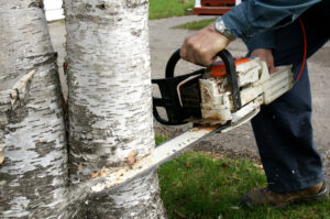 tree removal long island