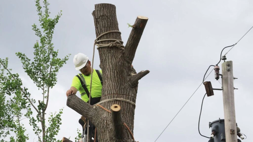 A worker wearing a neon yellow shirt and white hard hat uses a saw while standing on a large tree stump secured with ropes. Electrical equipment is visible on the right under a cloudy sky, highlighting the meticulous Tree Removal Long Island process in action.