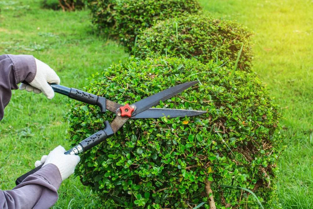 A hand wearing a white glove holds a small, cordless electric chainsaw up to a thick branch that has cracked off a tree trunk, for storm damage cleanup in Suffolk County, NY.