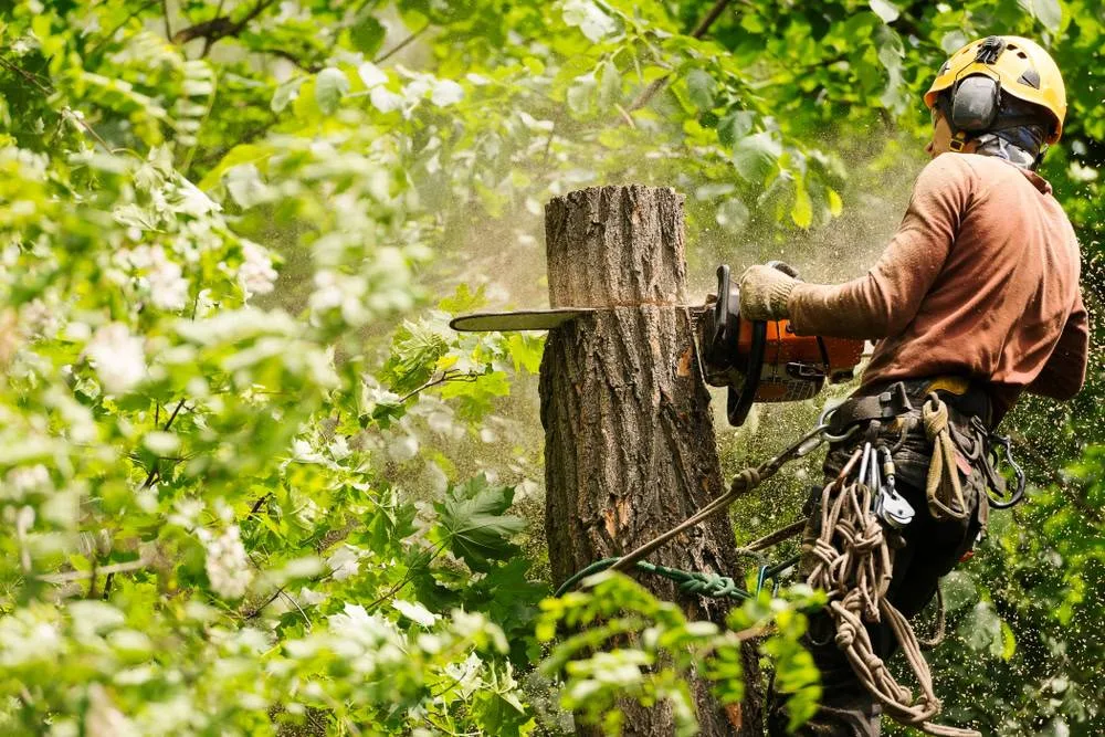 A secured arborist in a yellow helmet and brown shirt is operating a chainsaw to cut a section from a thick tree trunk, with sawdust flying and dense green foliage surrounding them in Suffolk County, NY.