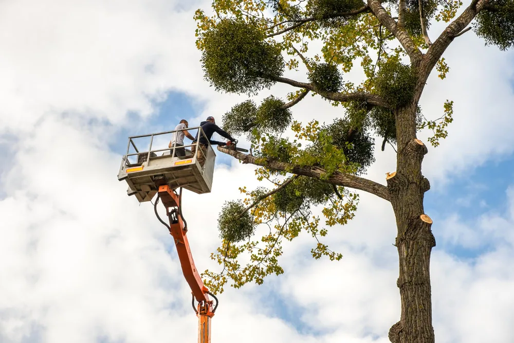 A tree worker in a white bucket lift, attached to a large yellow crane arm, is trimming the highly reduced top of a tree next to a building, indicating major tree removal or topping work in Suffolk County, NY.