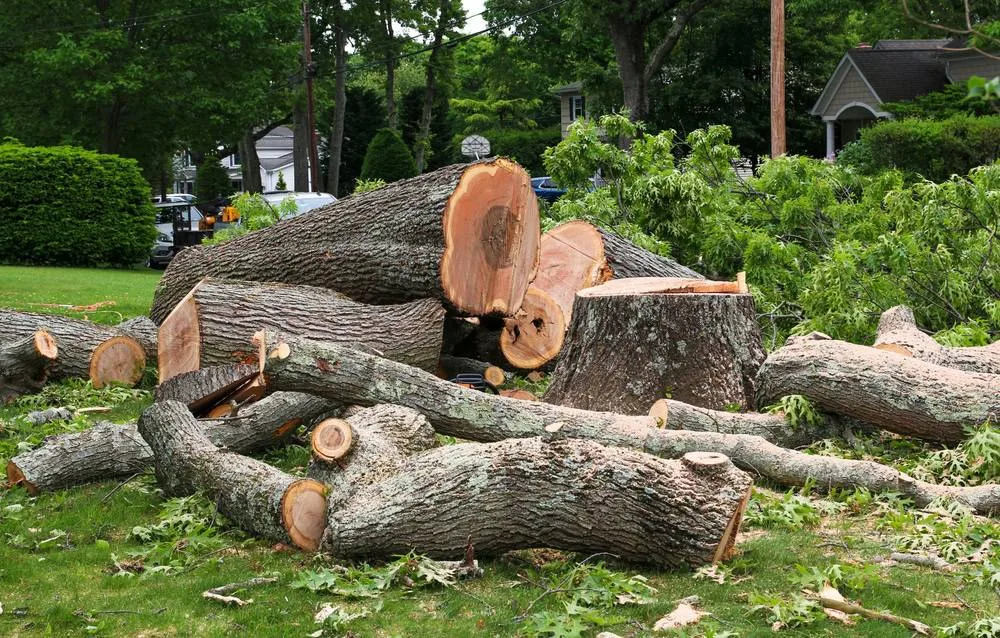 A large pile of freshly cut, stacked timber logs with rough, reddish bark lies in a clearing surrounded by tall pine trees and residential buildings in Suffolk County, NY.