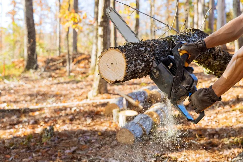 A close-up of hands operating a black and yellow chainsaw to make the final cut at the base of a small-to-medium-sized pine tree in a clearing in Suffolk County, NY.