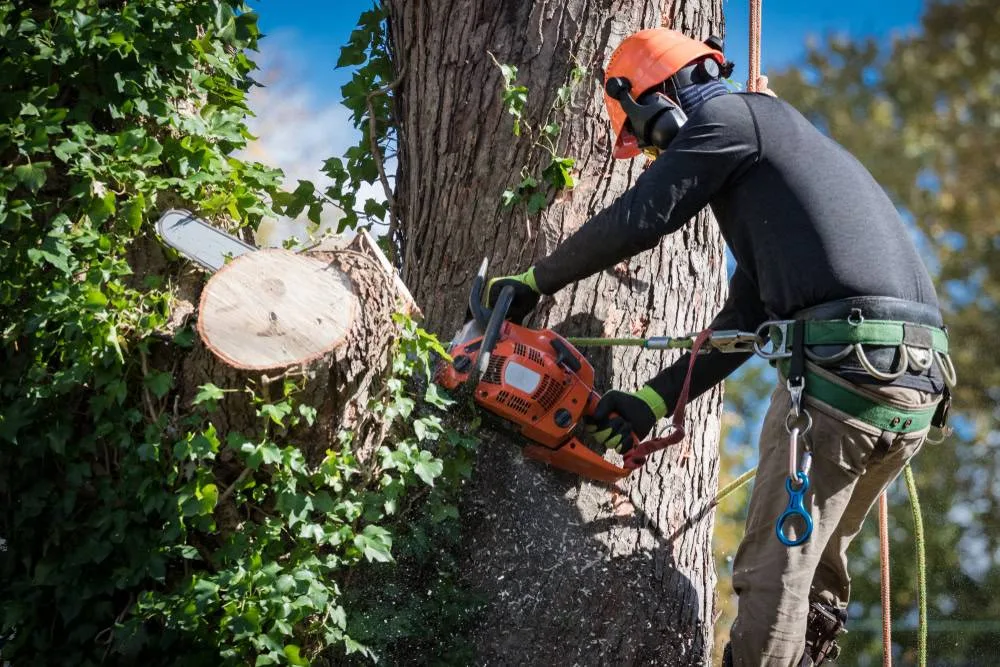 An arborist wearing an orange hard hat, hearing protection, and a safety harness is actively operating an orange chainsaw to cut a large branch from an ivy-covered tree, with wood chips flying, in Suffolk County, NY.