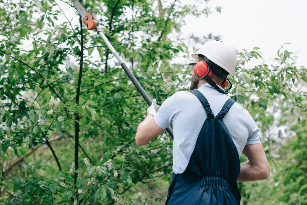 A groundskeeper or arborist, wearing a white hardhat and orange ear protection, uses a long-reach pole saw to trim dense green foliage and white blossoms on a tree in Suffolk County, NY.