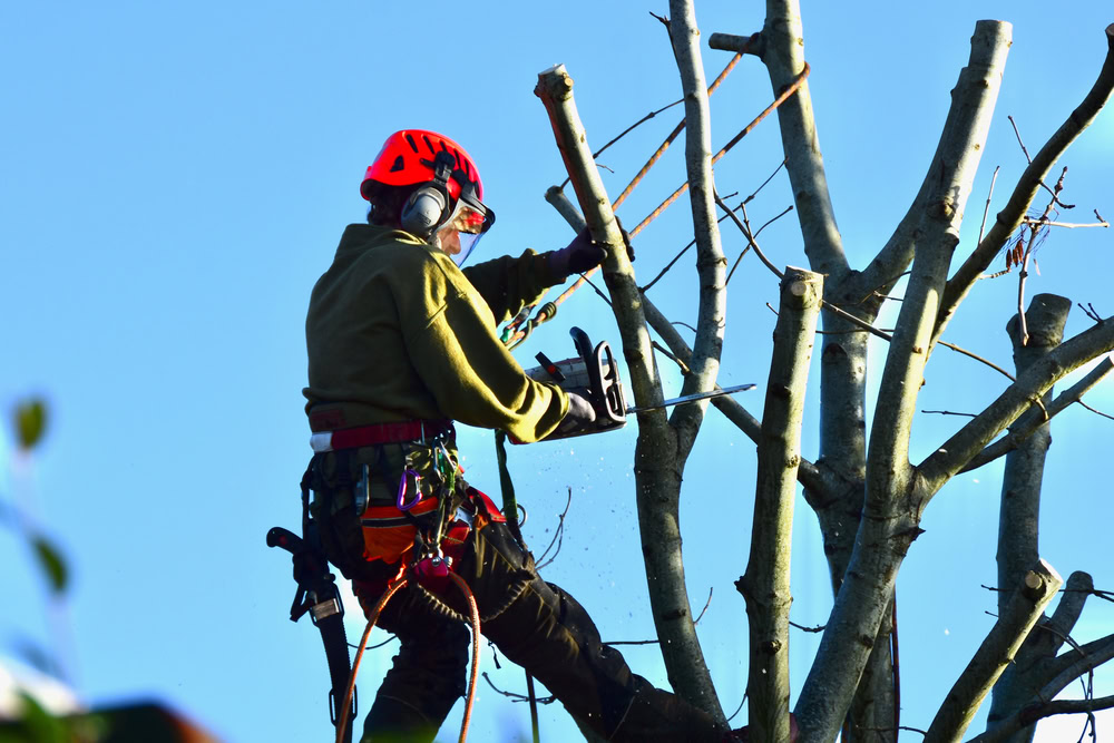 A man pruning the branches of a tree in Suffolk County, NY