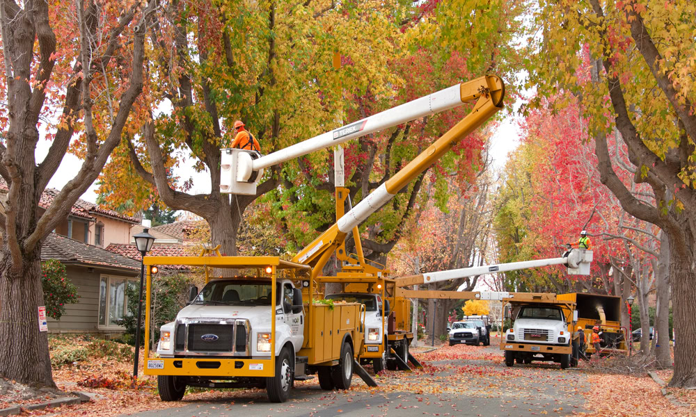 Professional Tree removal services in Suffolk County, NY
