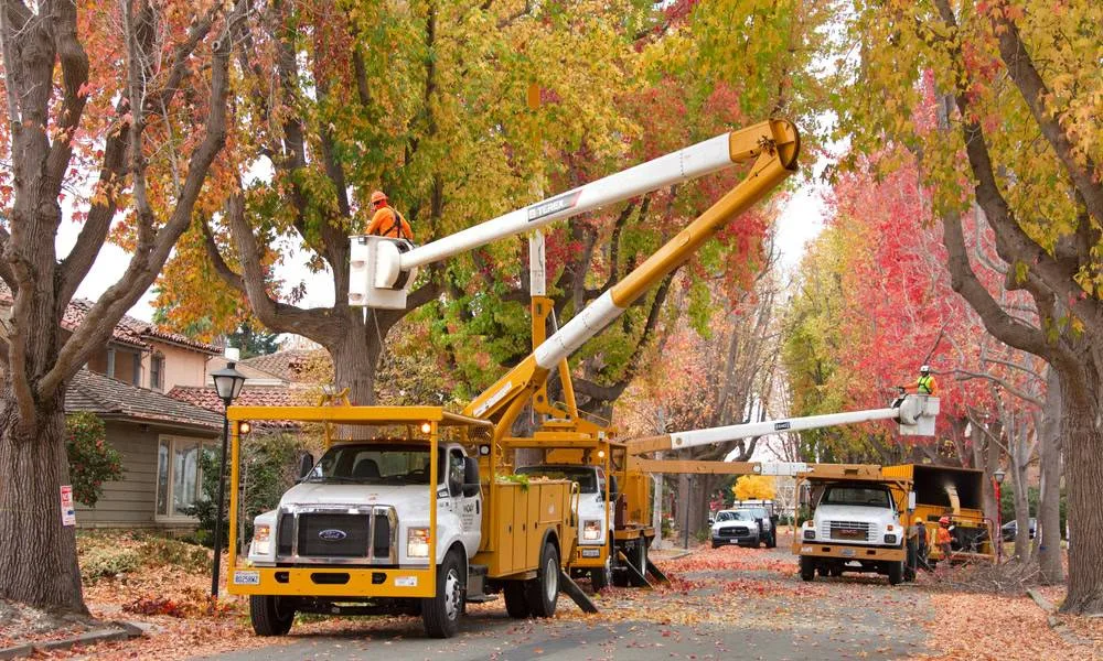 Two yellow and white bucket trucks are parked on a residential street covered in fallen leaves, with arborists working in both buckets to trim trees displaying vibrant red and gold autumn foliage in Suffolk County, NY.