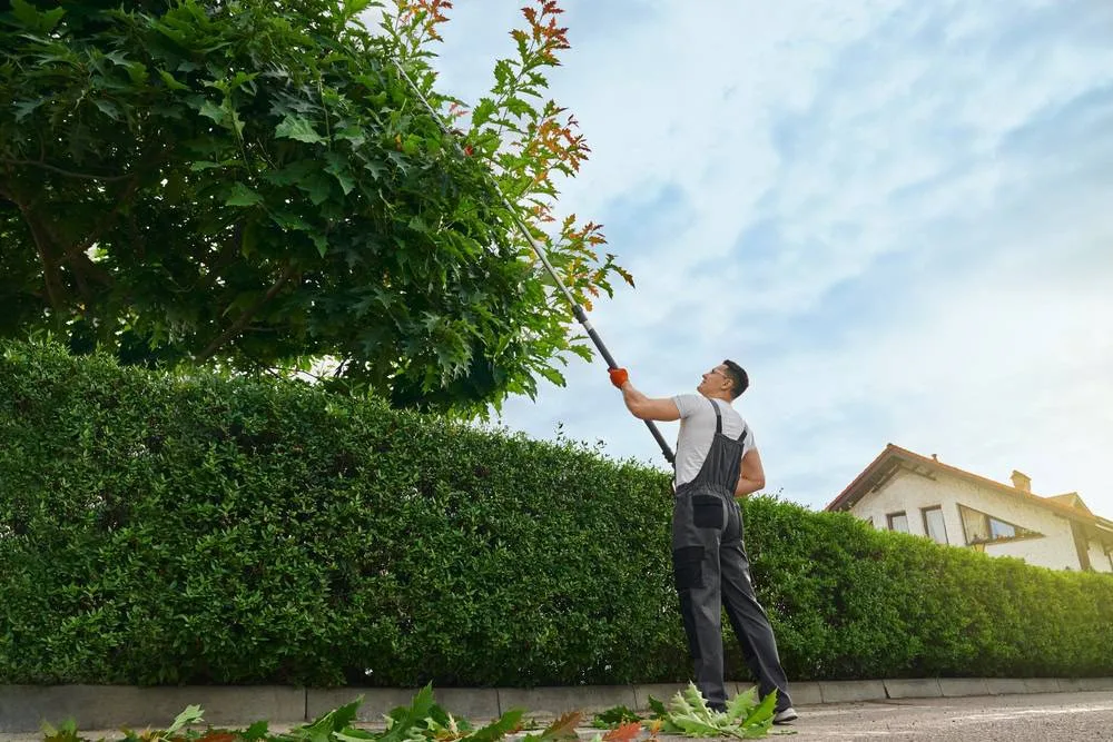 A groundskeeper wearing a white shirt and dark overalls stands behind a tall, manicured green hedge, using a long-reach trimmer to prune the upper branches of a large tree with some red-tipped leaves, in Suffolk County, NY.