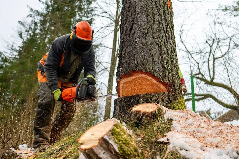 A professional lumberjack or arborist in full protective gear, including an orange helmet and face shield, uses a chainsaw to cut the base of a thick tree trunk, creating a sawdust shower on a snowy, overcast day in Suffolk County, NY.