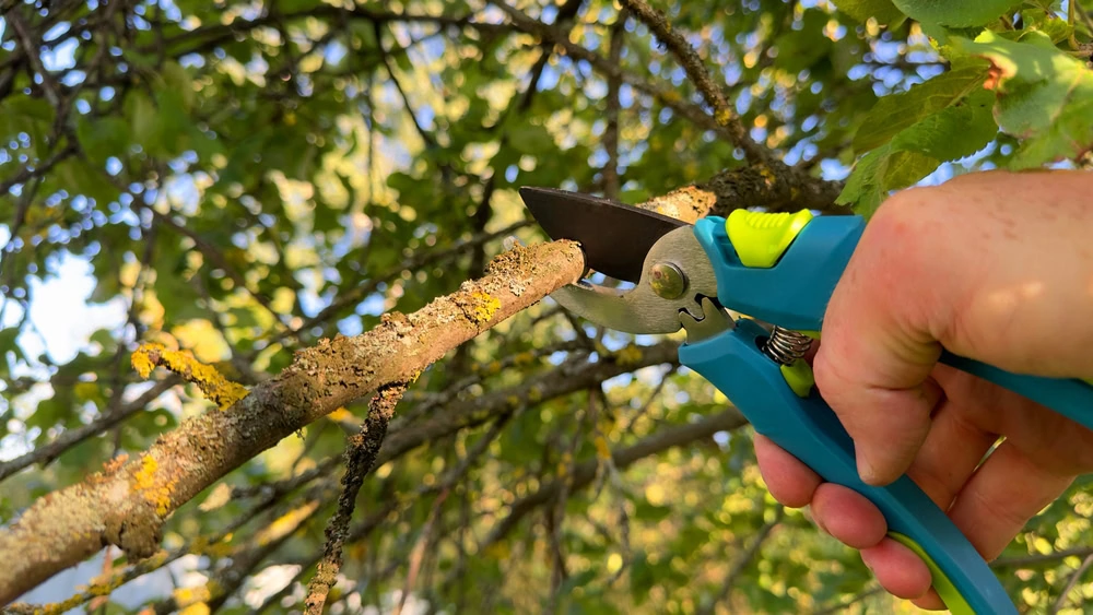Cutting branches of a tree in Suffolk County, NY