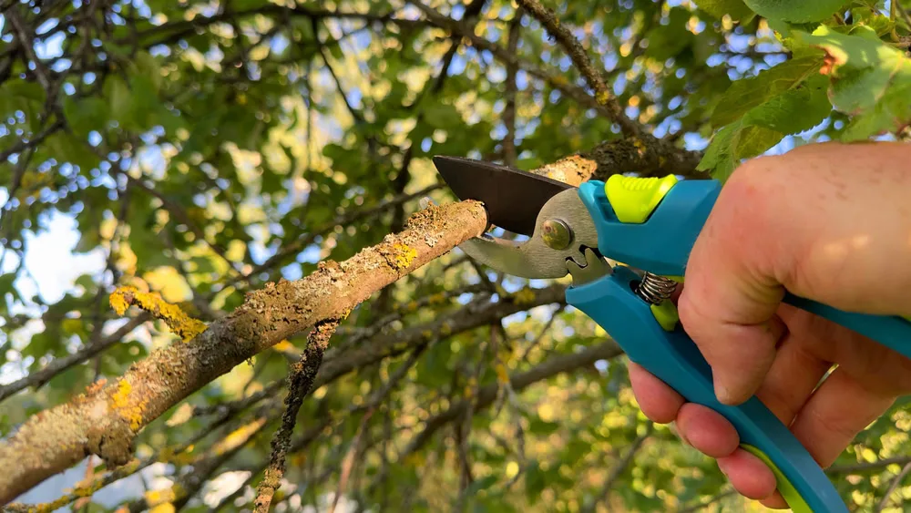 A close-up view of a hand holding blue and yellow-handled bypass pruners, cutting a lichen-covered, dead branch from a fruit tree on a sunny day in Suffolk County, NY.