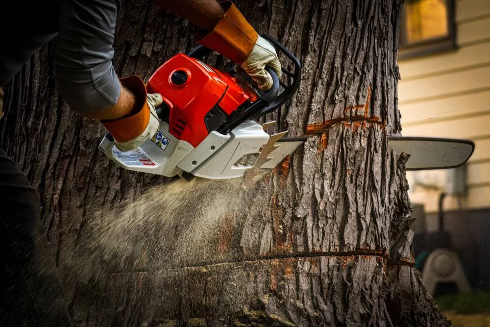 close-up shows a person wearing black and light green gardening gloves using red-handled pruning shears to trim a small branch on a tree trunk, with the person's baseball cap visible in the softly blurred background, in Suffolk County, NY.