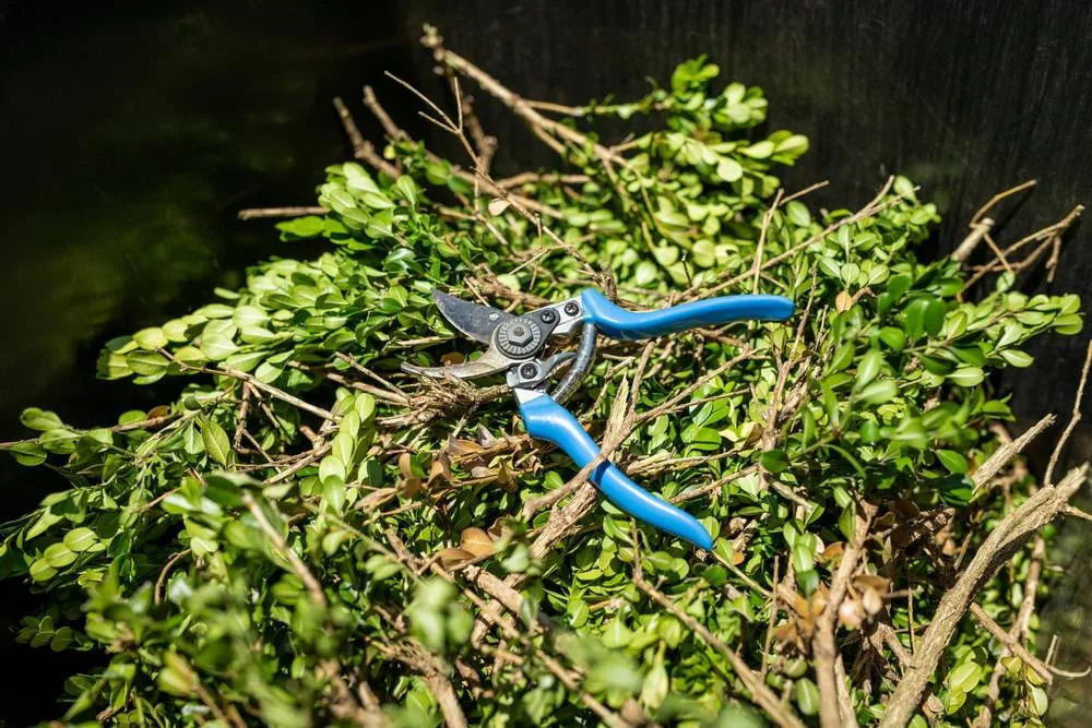 A pair of blue-handled bypass pruners rests on a freshly cut pile of green boxwood clippings with a dark, blurred background, representing yard work cleanup in Suffolk County, NY.