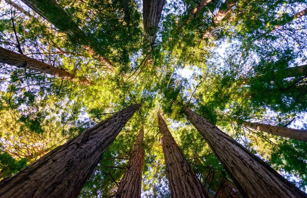A dramatic low-angle view looking straight up at the tall, straight trunks and dense green canopy of a redwood or pine forest, with bright sunlight filtering through the leaves, in Suffolk County, NY.