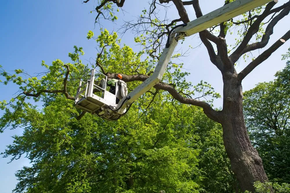 An arborist wearing an orange helmet inside a cherry picker bucket, trimming a large, dead oak tree branch over bright green foliage on a sunny day in Suffolk County, NY.