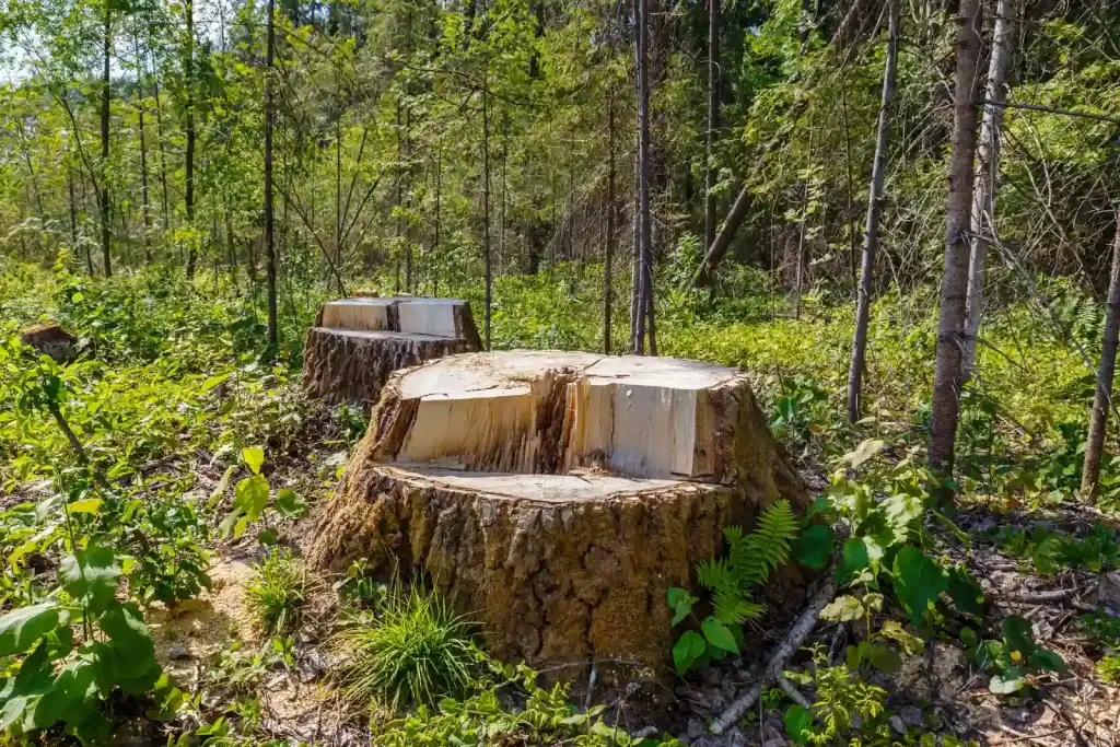 Two large, freshly cut tree stumps remain in a sunlit, overgrown woodland area, illustrating the result of tree removal or logging operations in Suffolk County, NY.
